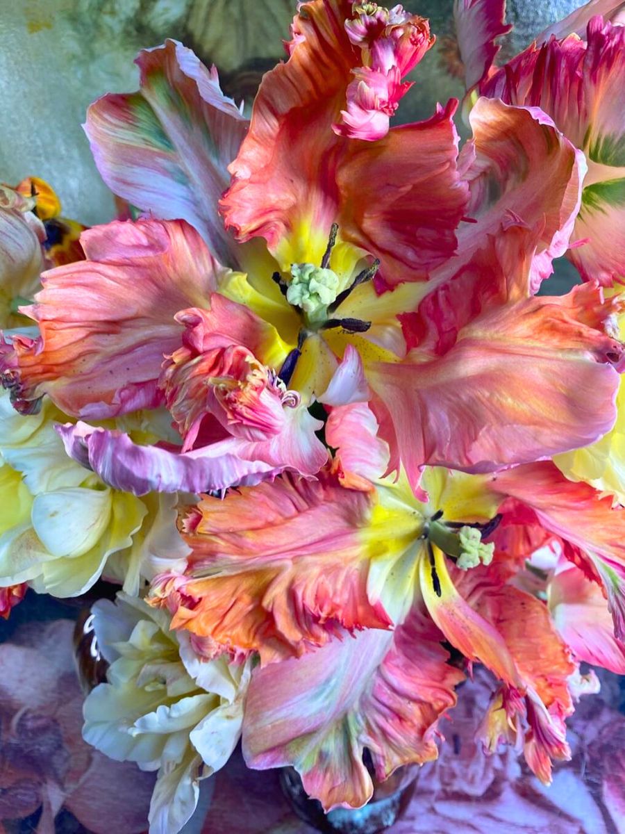 Parrot tulips photographed by Manon