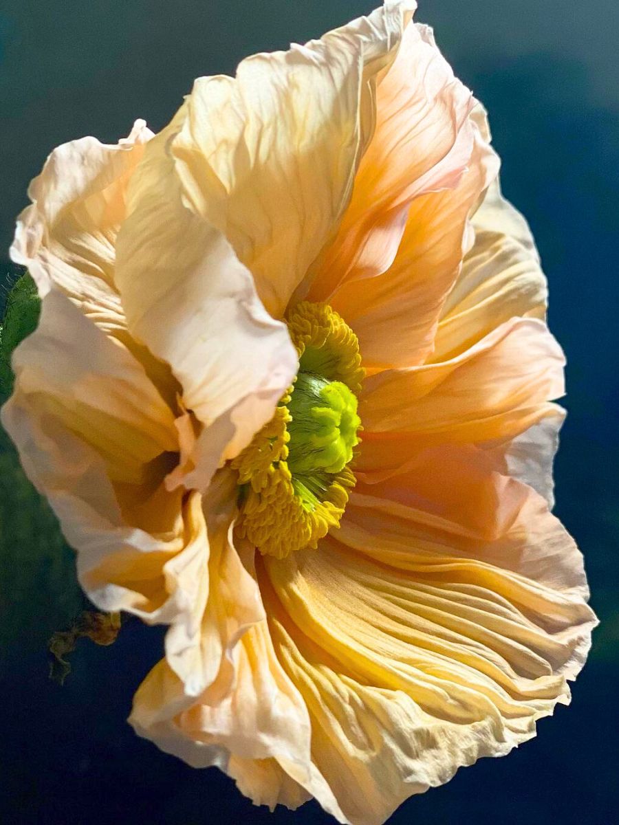 Peachy poppy by Manon Paardenkooper