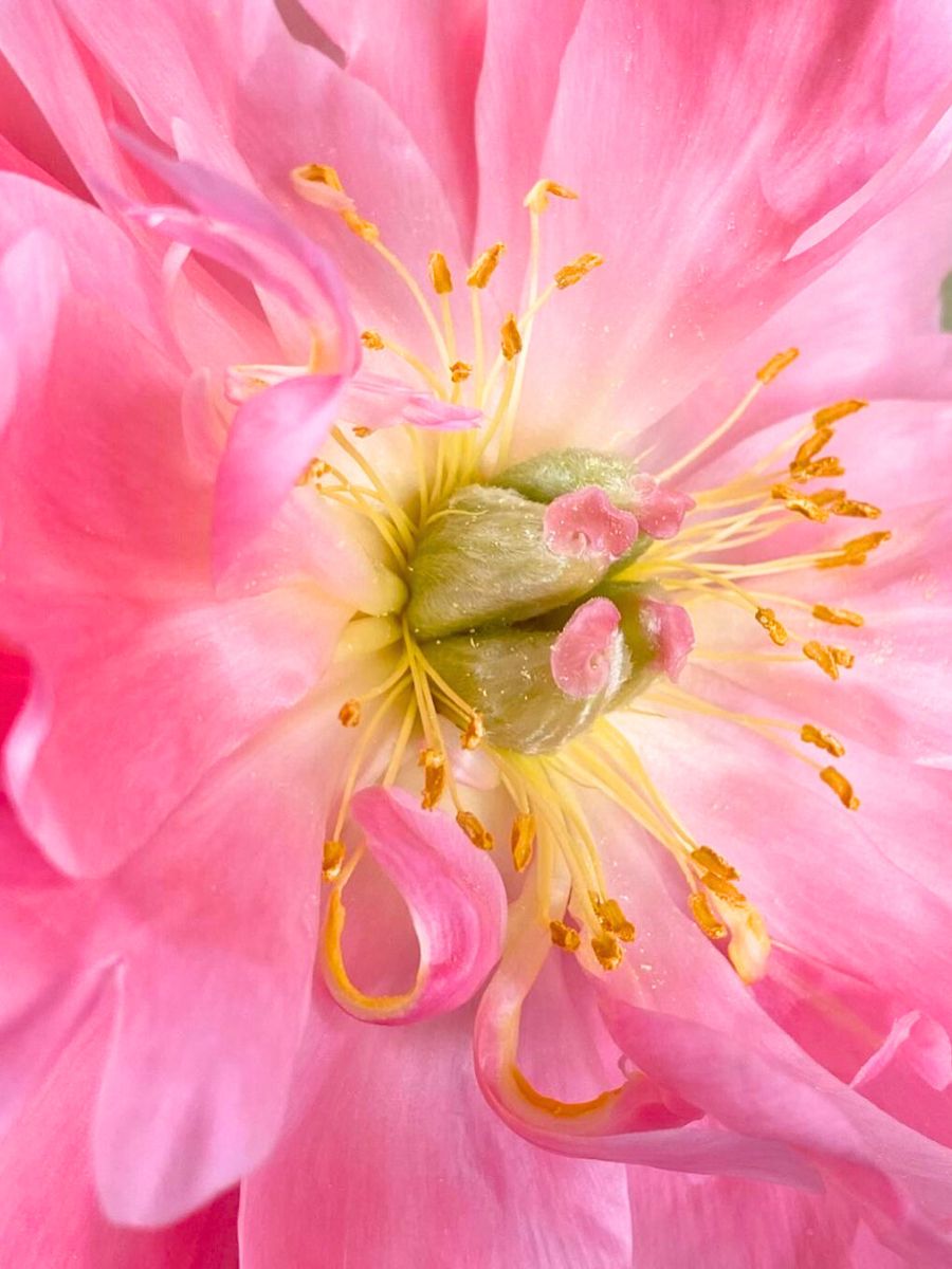 Incredibly close detail of a pink flower and its center