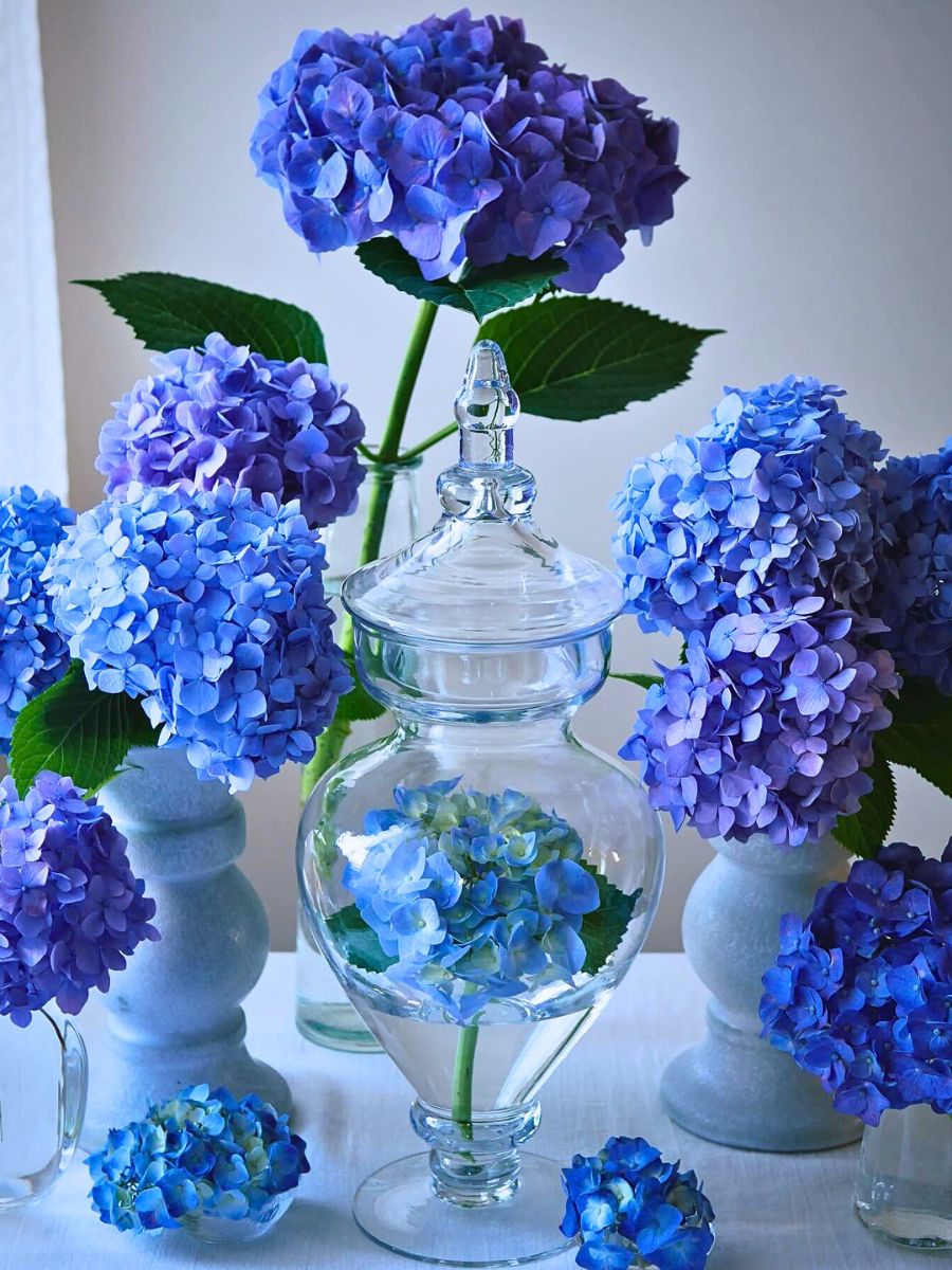 Blue flower meaning with blue hydrangeas