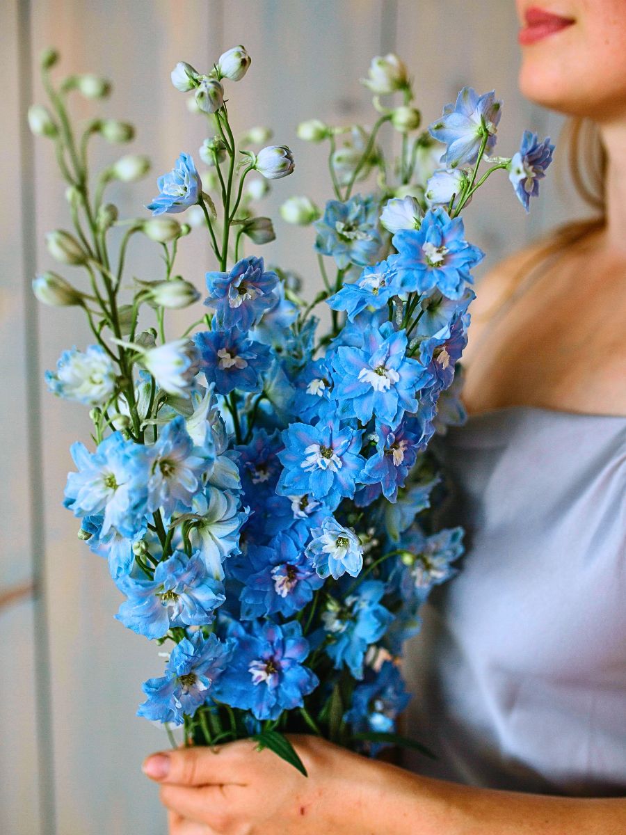 Blue Flower Meaning and Symbolism