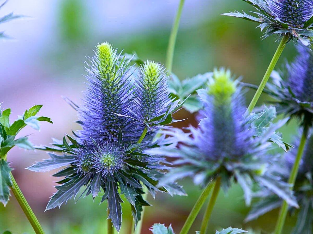 Eryngiums, also known as the sea holly