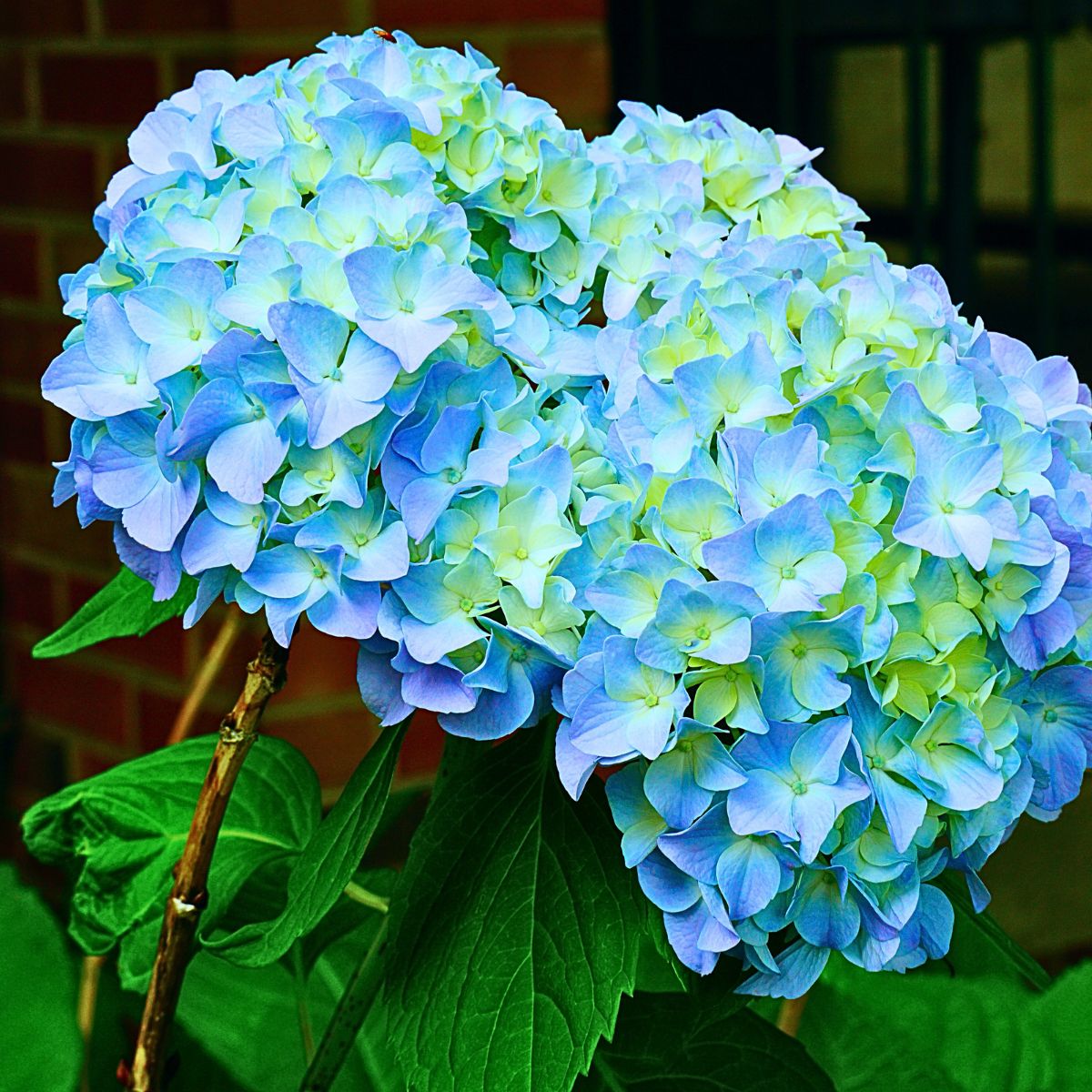 Blue hydrangeas are a popular choice known for its variable and appealing shades