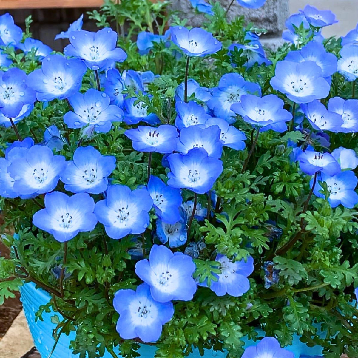 Sky-blue nemophila flowers.