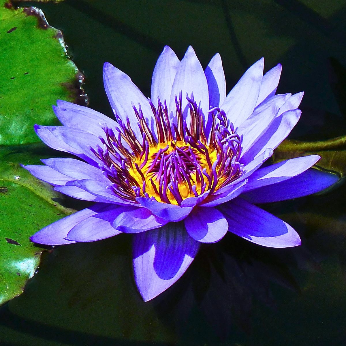 sacred blue lotus, or blue water lily (Nymphaea nouchali) reflects typical shades of blue and purple on its petals, just like lavender while featuring a centre in shades of yellow and orange