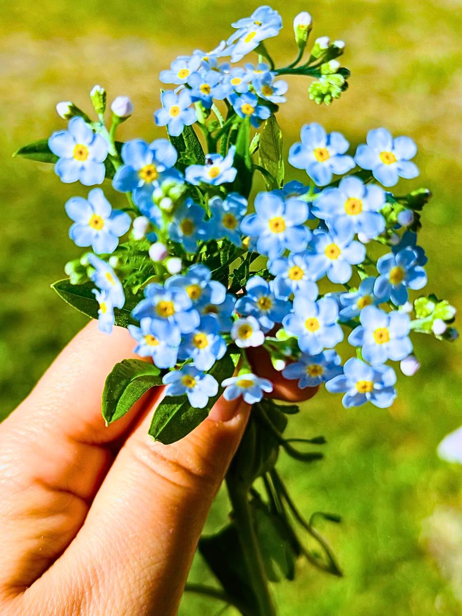 Forget-me-not, a blue flower with light blue petals that often symbolizes true love and fidelity.