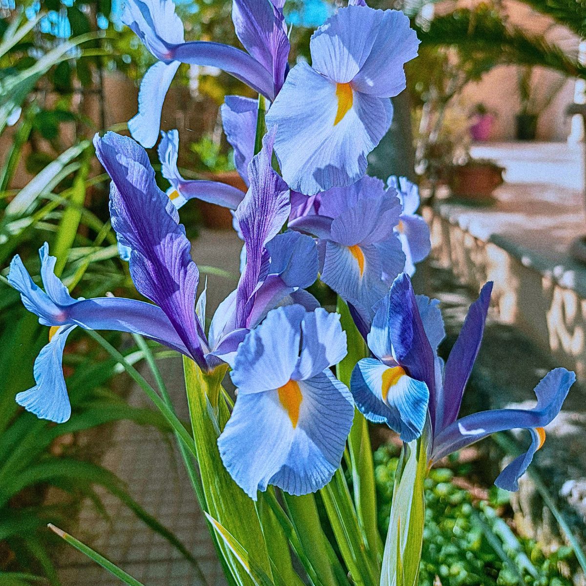 Blue iris flowers meaning