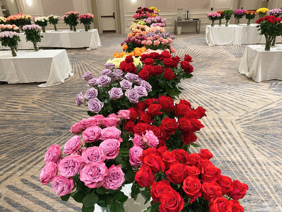 Plantec rose varieties present at SAF