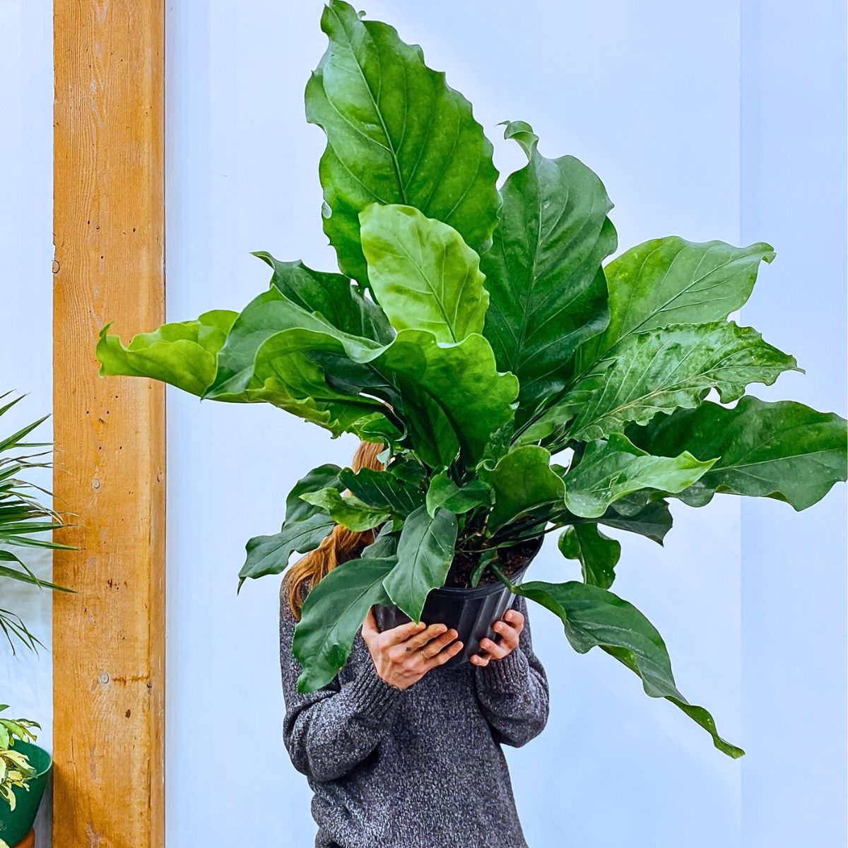 ​Rare and Special Houseplants to Add to the Urban Jungle in Your Home