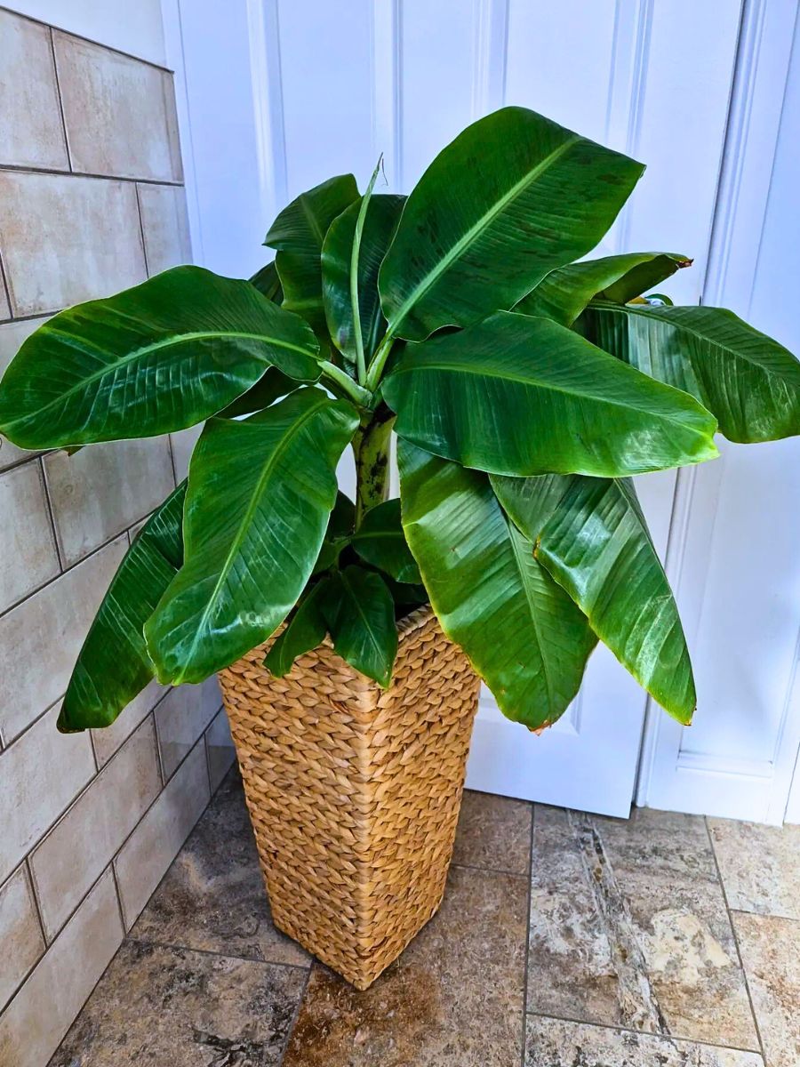 Rare and Special Houseplants to Add to the Urban Jungle in Your Home