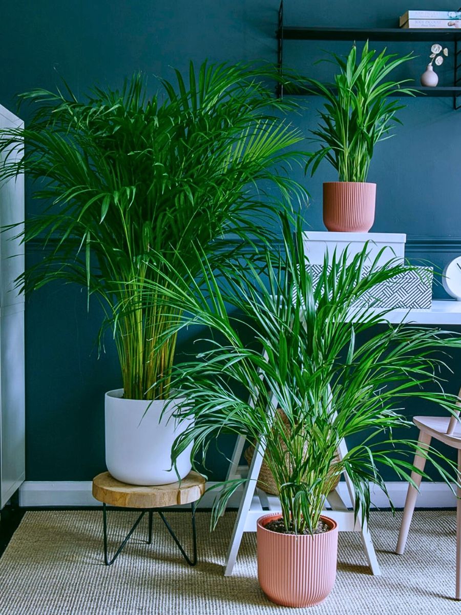 Rare and Special Houseplants to Add to the Urban Jungle in Your Home