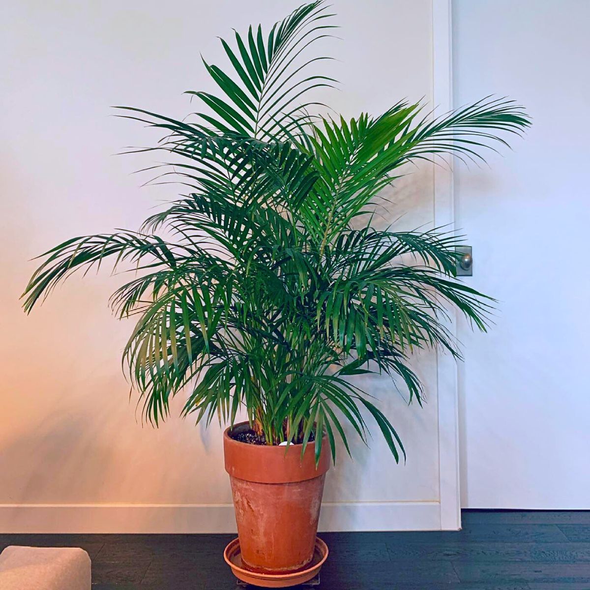 Rare and Special Houseplants to Add to the Urban Jungle in Your Home