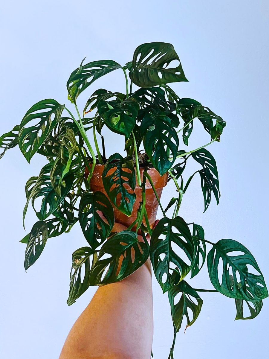 Rare and Special Houseplants to Add to the Urban Jungle in Your Home