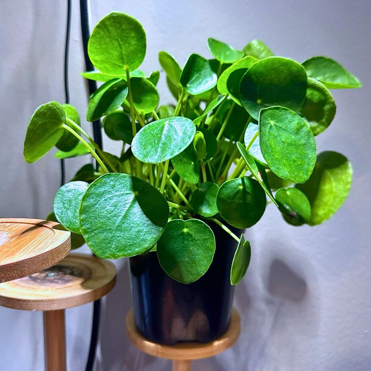 Rare and Special Houseplants to Add to the Urban Jungle in Your Home