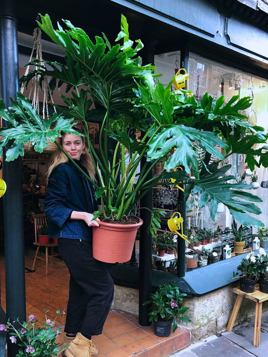 Rare and Special Houseplants to Add to the Urban Jungle in Your Home