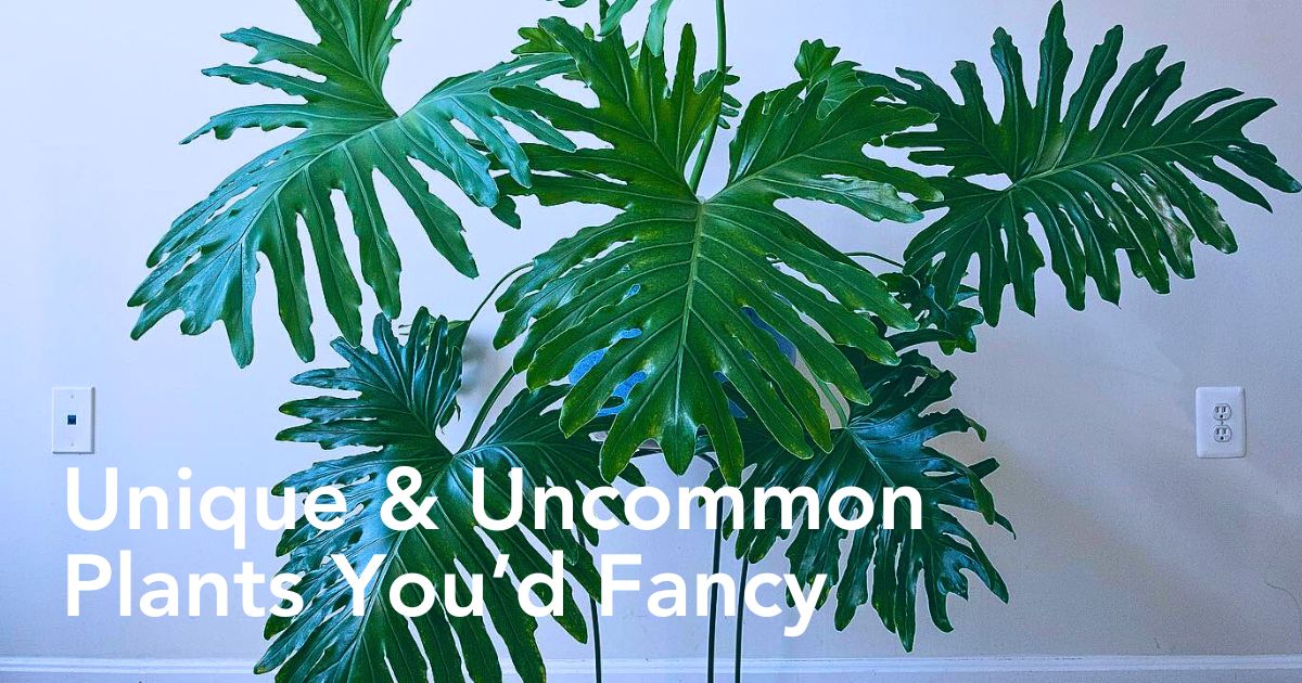 Special and Rare Houseplants to Add to the Urban Jungle in Your Home