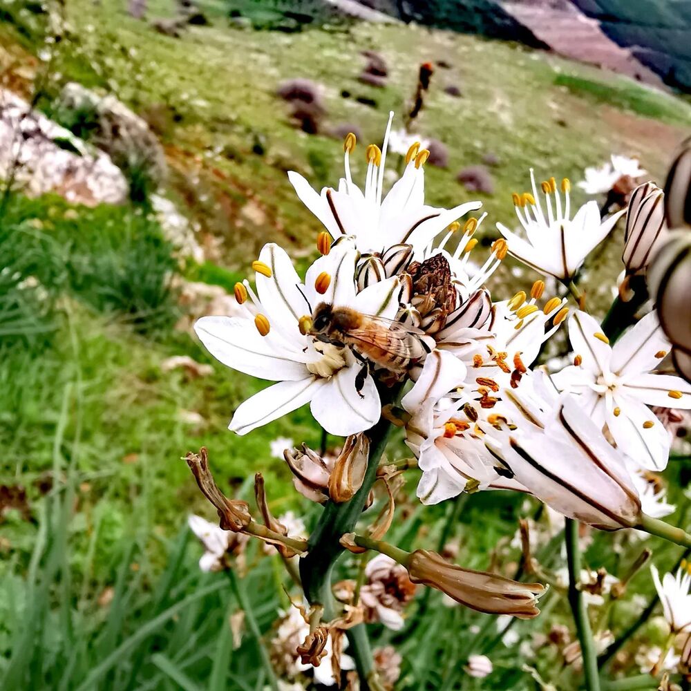 Galilee landscaping flower