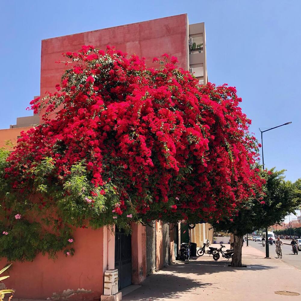 Marrakech - A flower city