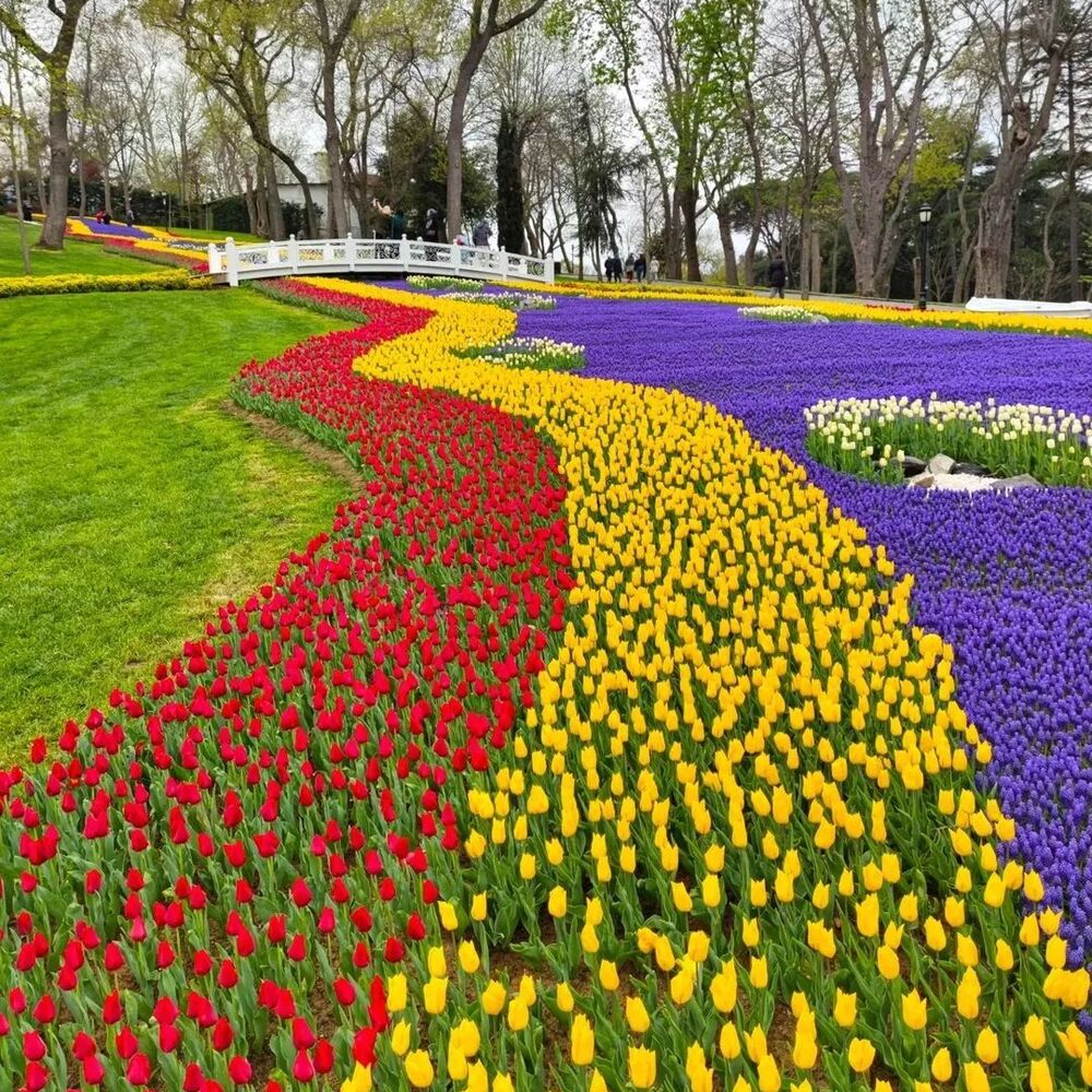 Istanbul Turkey Flower blossoms 