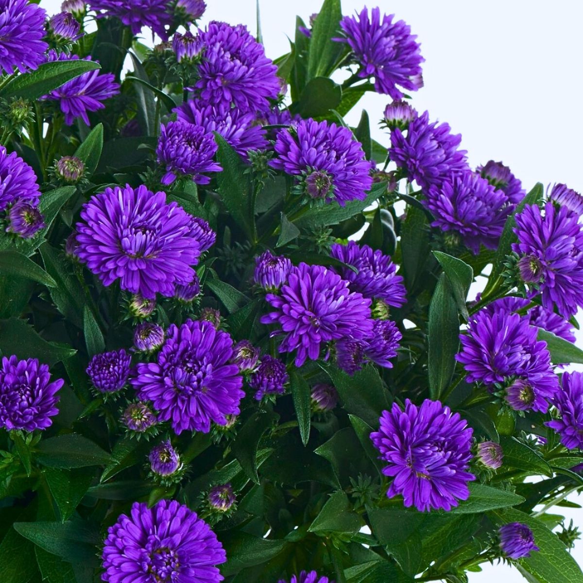 Royal Van Zanten’s Aster Showmakers® Guarantee a Summer and Autumn Filled With Color