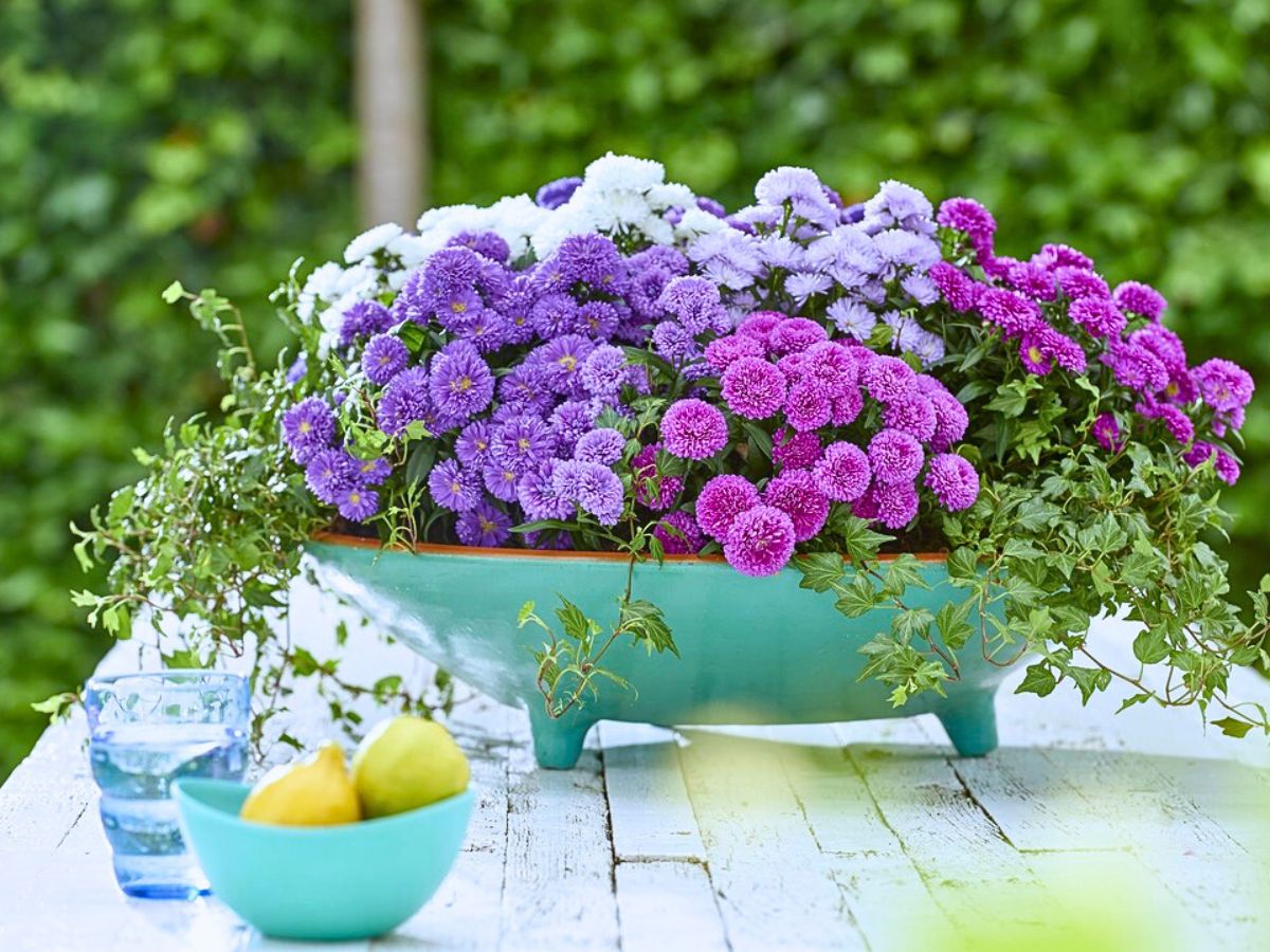 Royal Van Zanten’s Aster Showmakers® Guarantee a Summer and Autumn Filled With Color