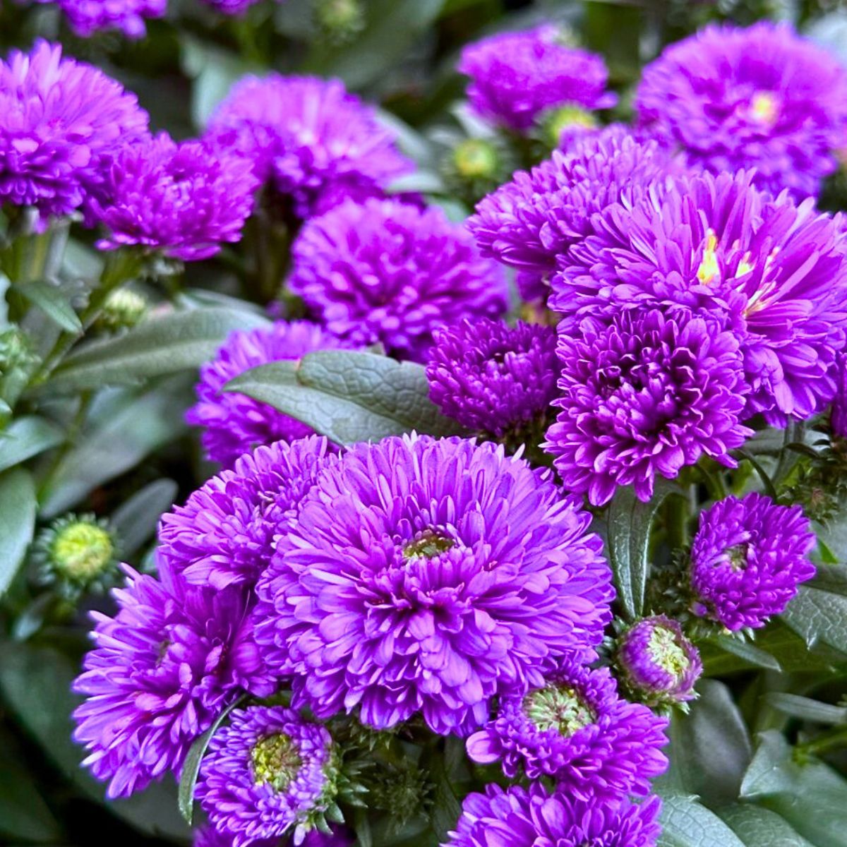 Royal Van Zanten’s Aster Showmakers® Guarantee a Summer and Autumn Filled With Color