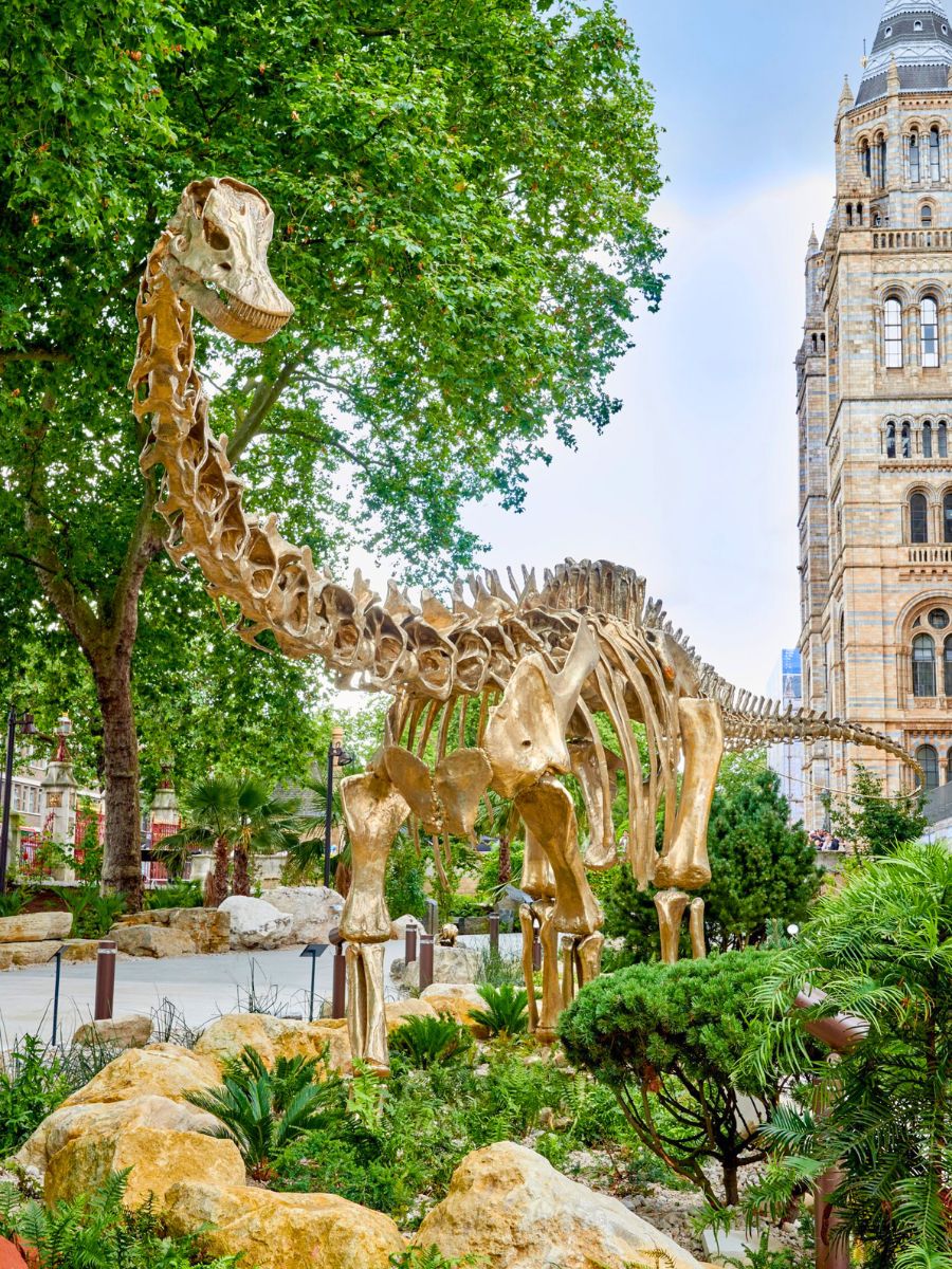 Dinosaur fossil at Natural History Museum Gardens