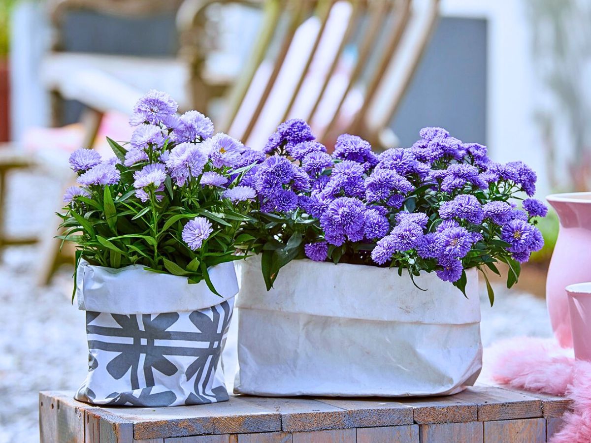 Royal Van Zanten’s Aster Showmakers® Guarantee a Summer and Autumn Filled With Color