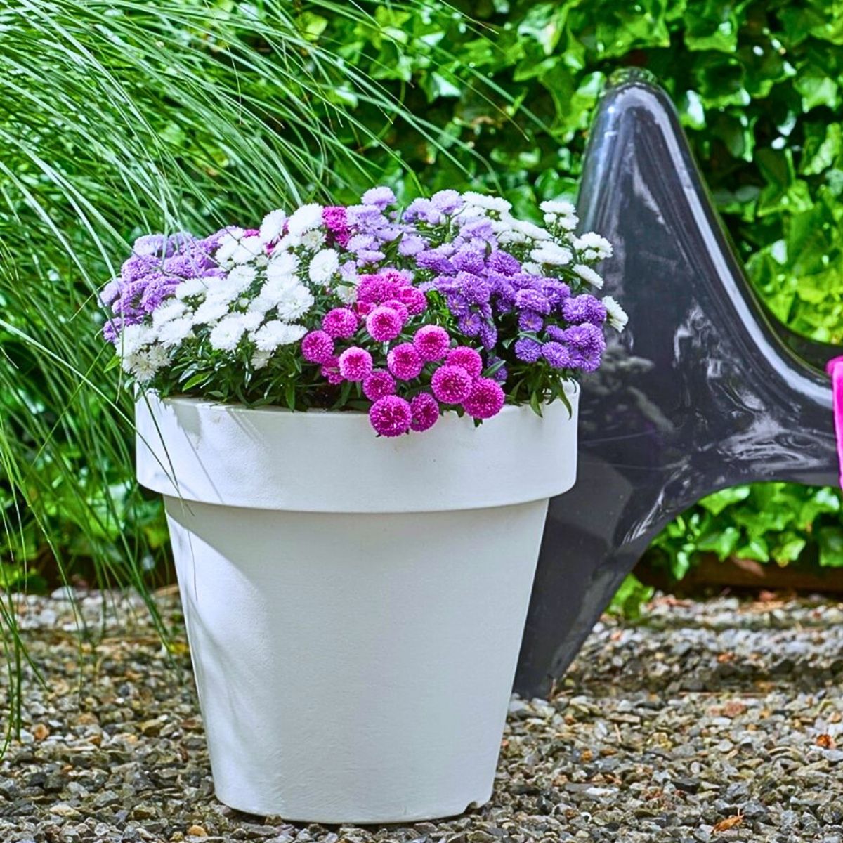 Royal Van Zanten’s Aster Showmakers® Guarantee a Summer and Autumn Filled With Color