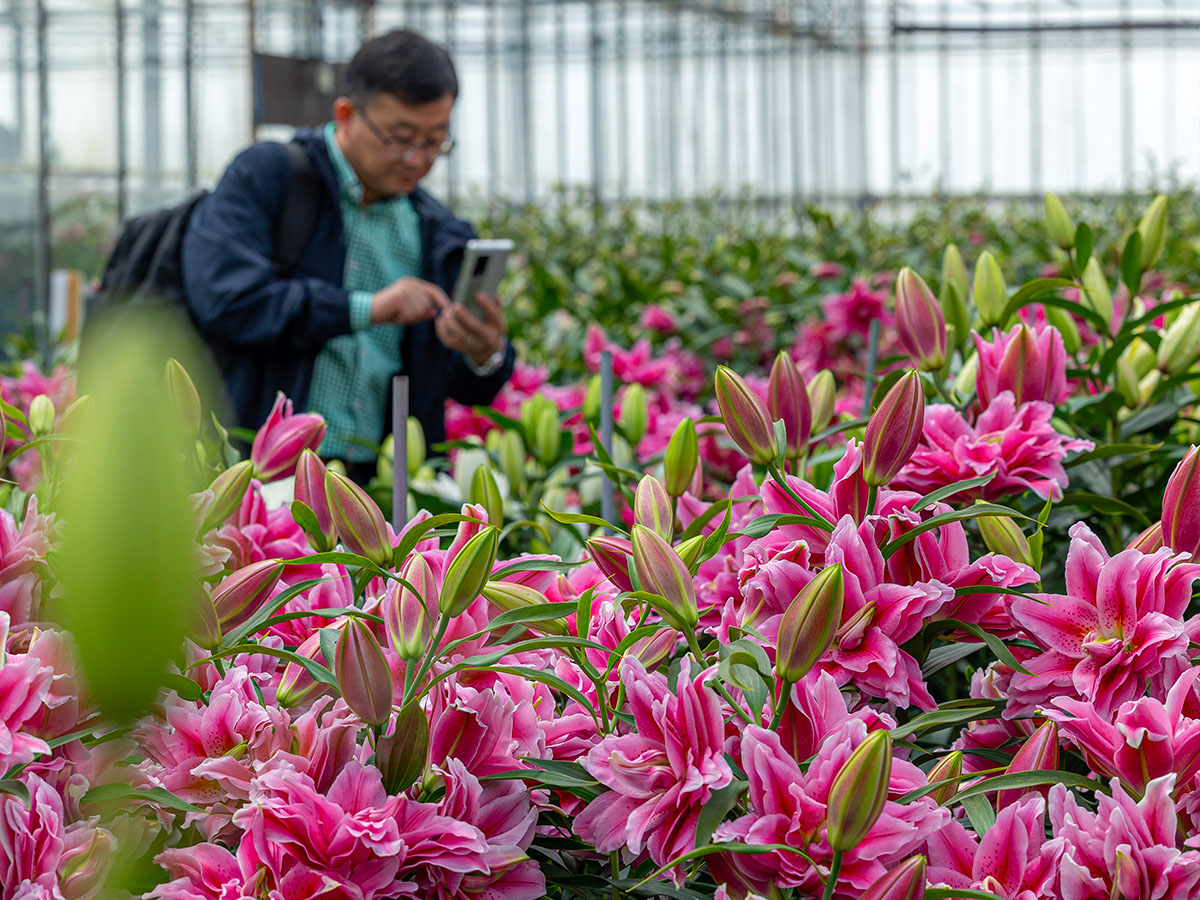 Man photographing pink Roselilies at Zabo Plant lily greenhouse