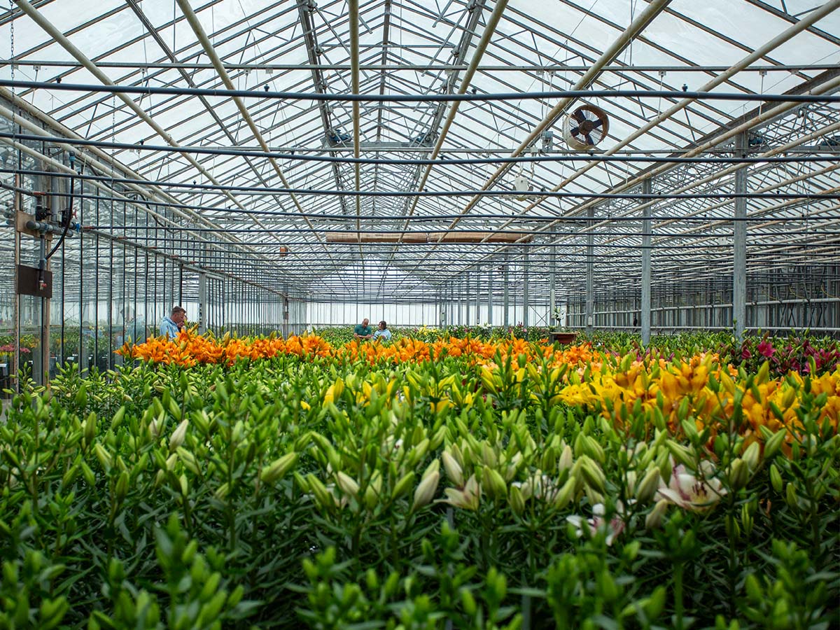 Zabo Plant lily greenhouse white and orange lilies