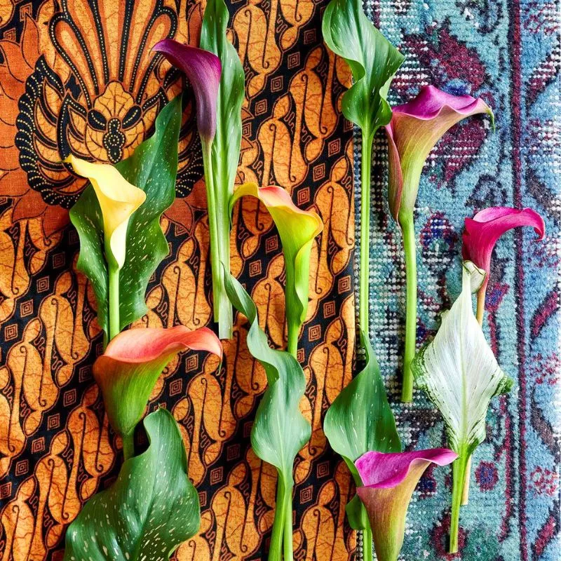 Colorful calla lilies