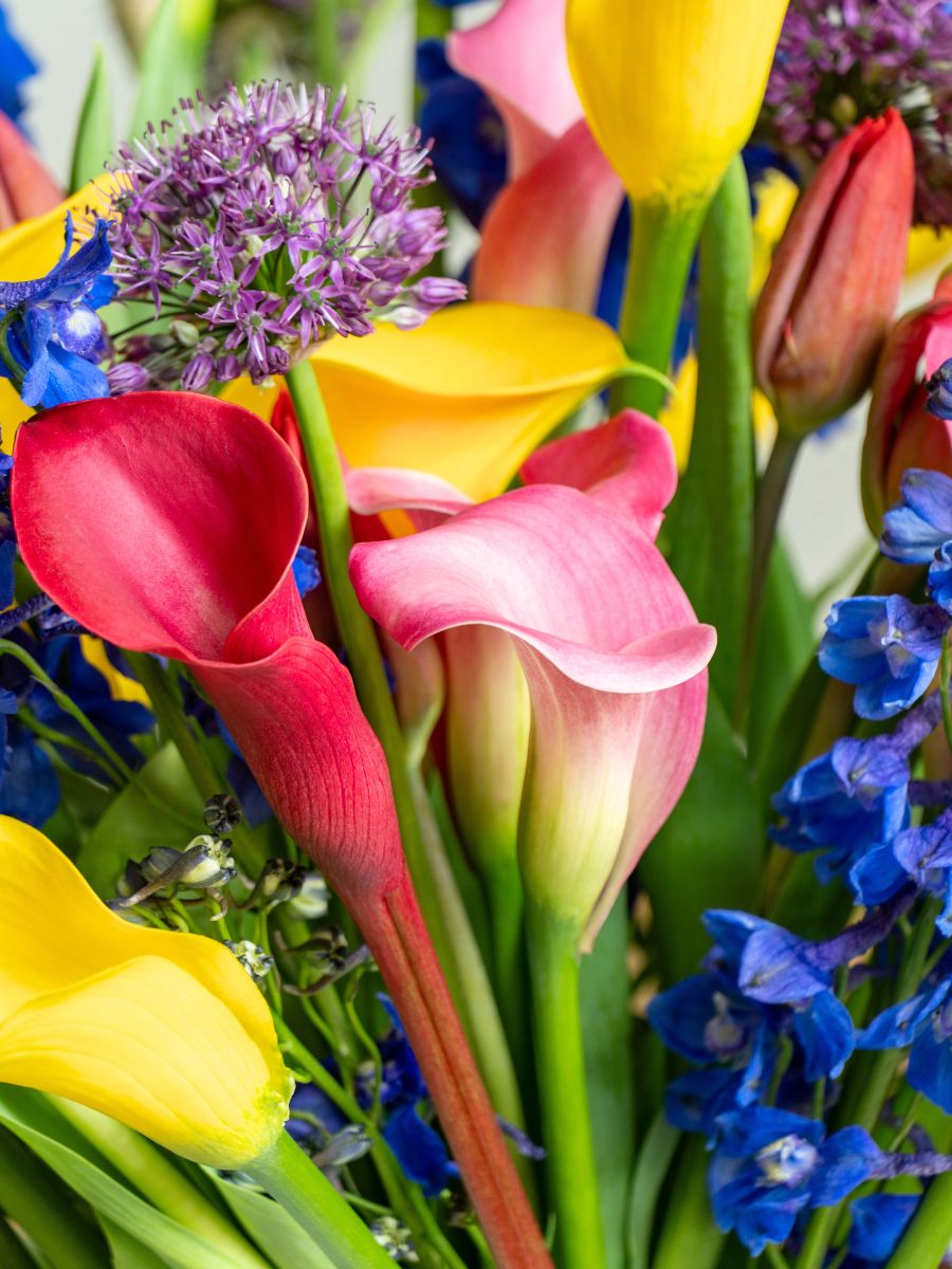 Arrangement packed with bright callas