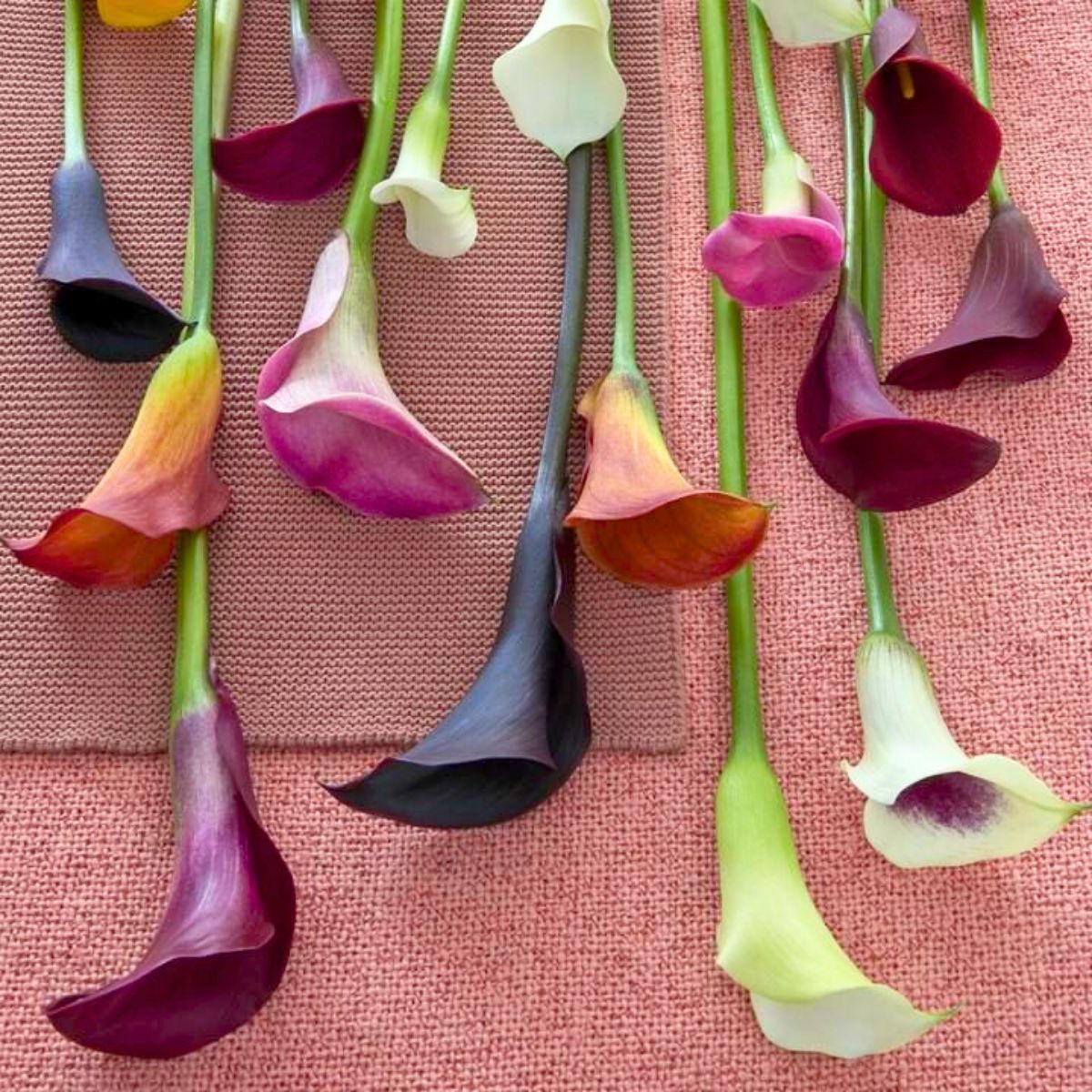 Calla lilies on a table