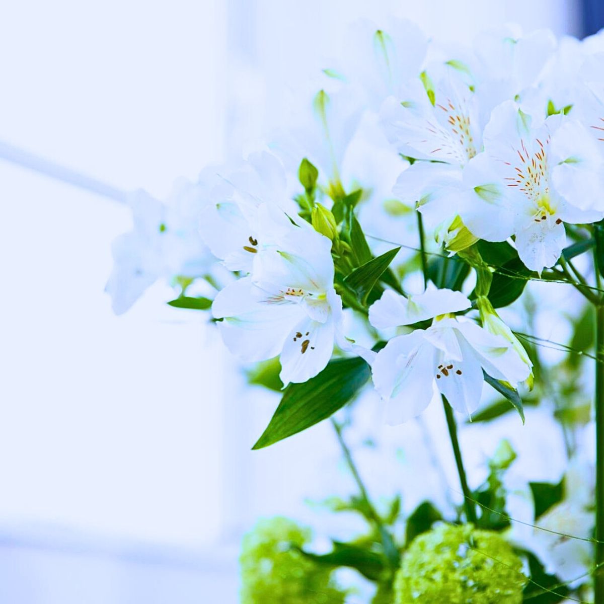 The Bright White Alstroemeria Mistral From Grower Tesselaar Alstroemeria