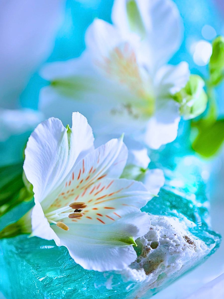 The Bright White Alstroemeria Mistral From Grower Tesselaar Alstroemeria