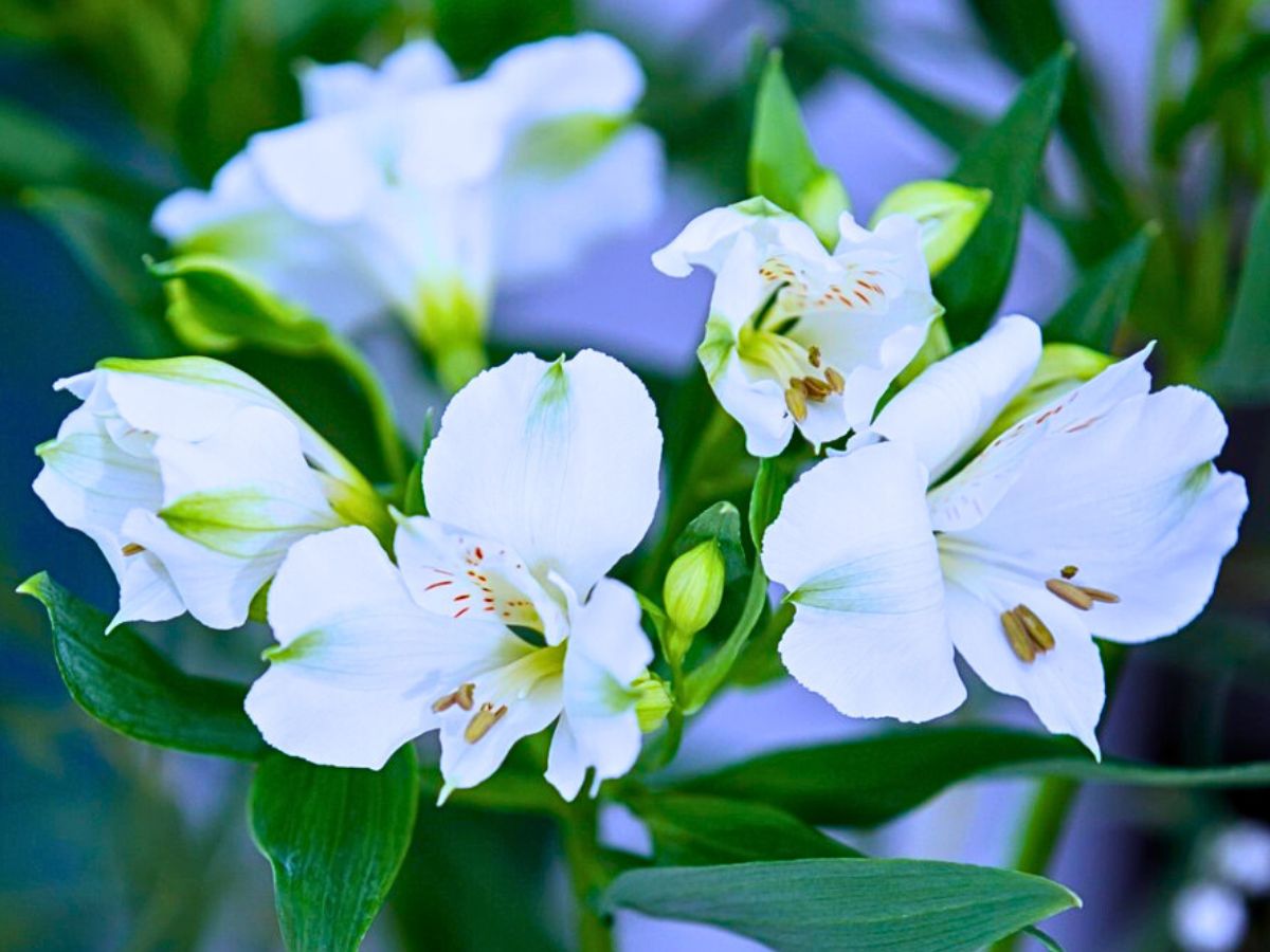 The Bright White Alstroemeria Mistral From Grower Tesselaar Alstroemeria