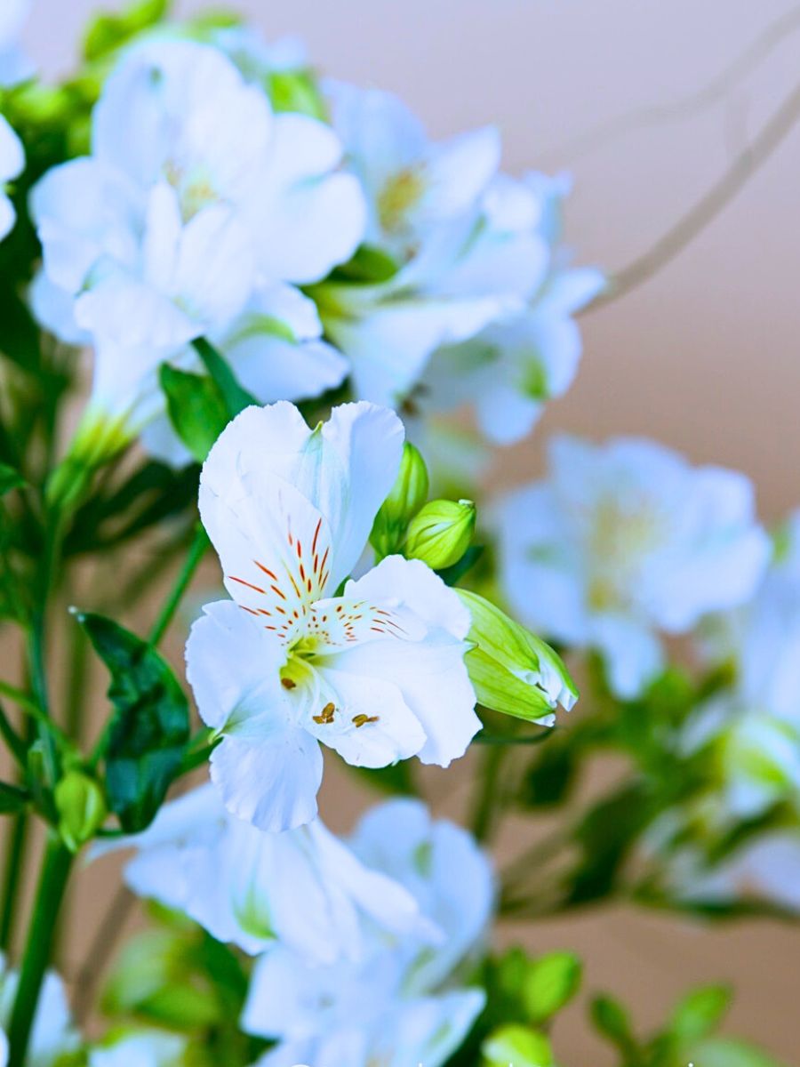 The Bright White Alstroemeria Mistral From Grower Tesselaar Alstroemeria