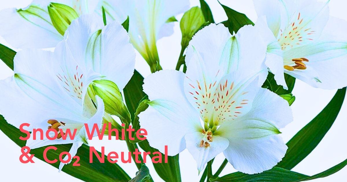 The Bright White Co₂ Neutral Alstroemeria Grown by Tesselaar Alstroemeria and Bred by Royal Van Zanten.