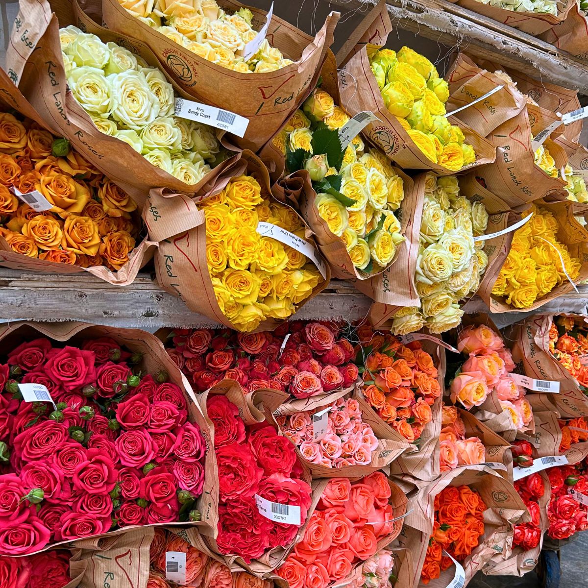 This Is How Sustainability Ensures Quality Roses From Red Lands Roses.