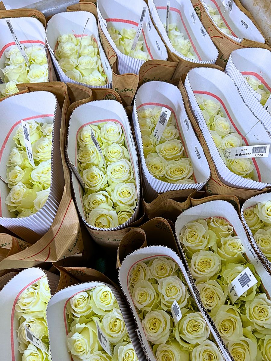 An assortment of sustainably packaged roses from Kenyan flower grower Red Lands Roses.