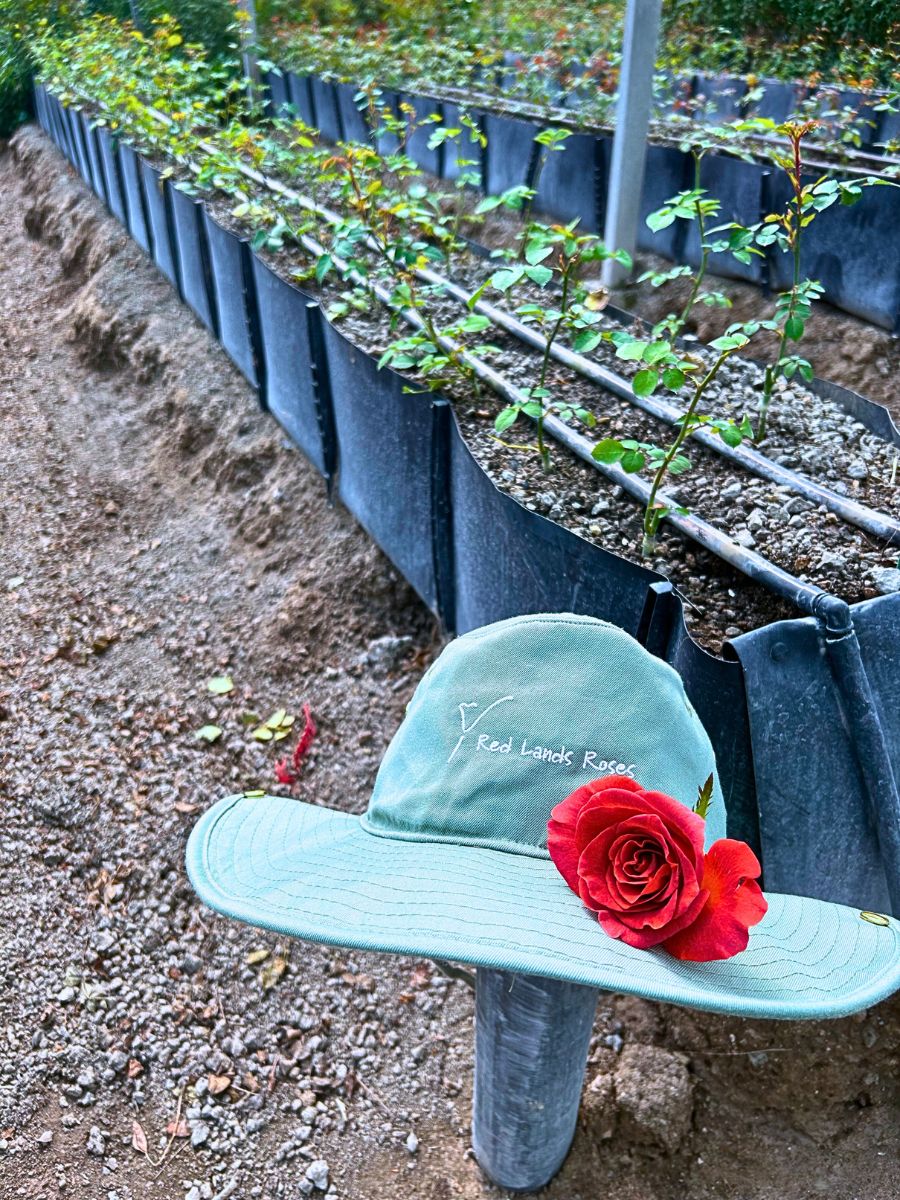 This Is How Sustainability Ensures Quality Roses From Red Lands Roses.