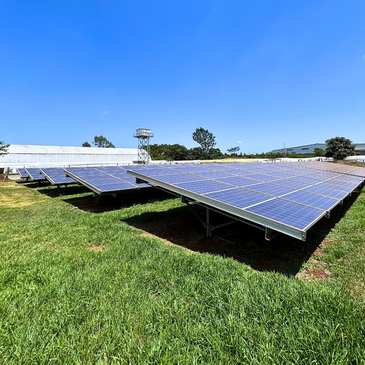 This Is How Sustainability Ensures Quality Roses From Red Lands Roses.