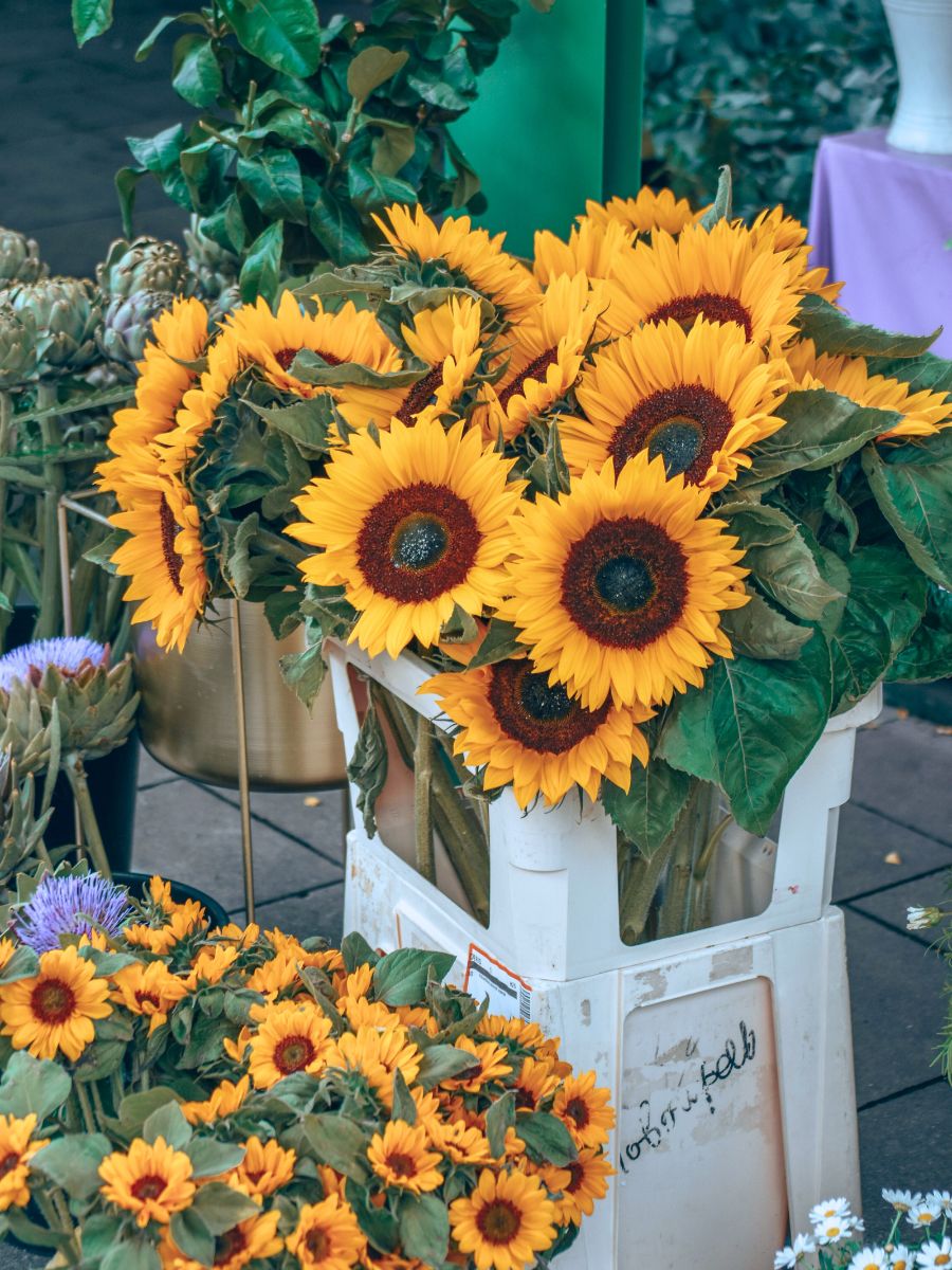 Bright and yellow sunflowers