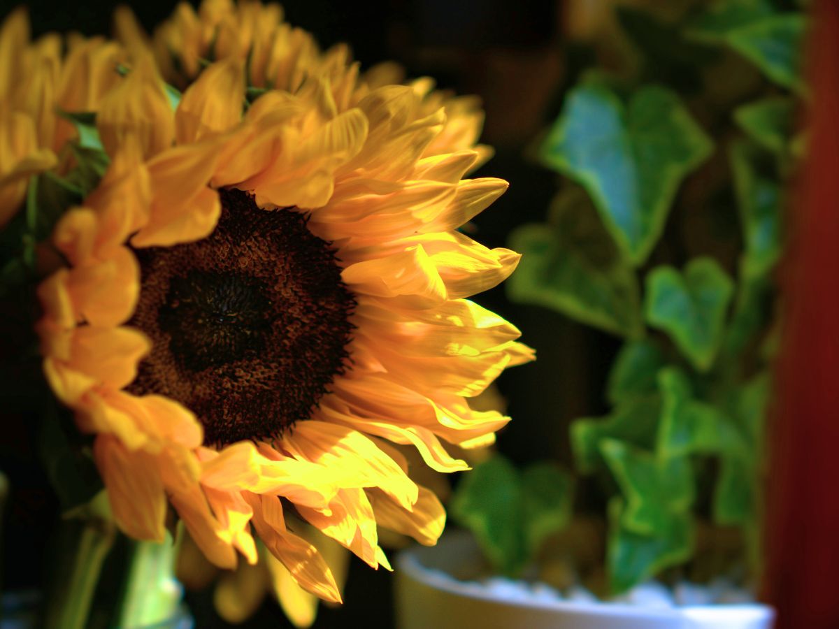 Detail of closeup of sunflower