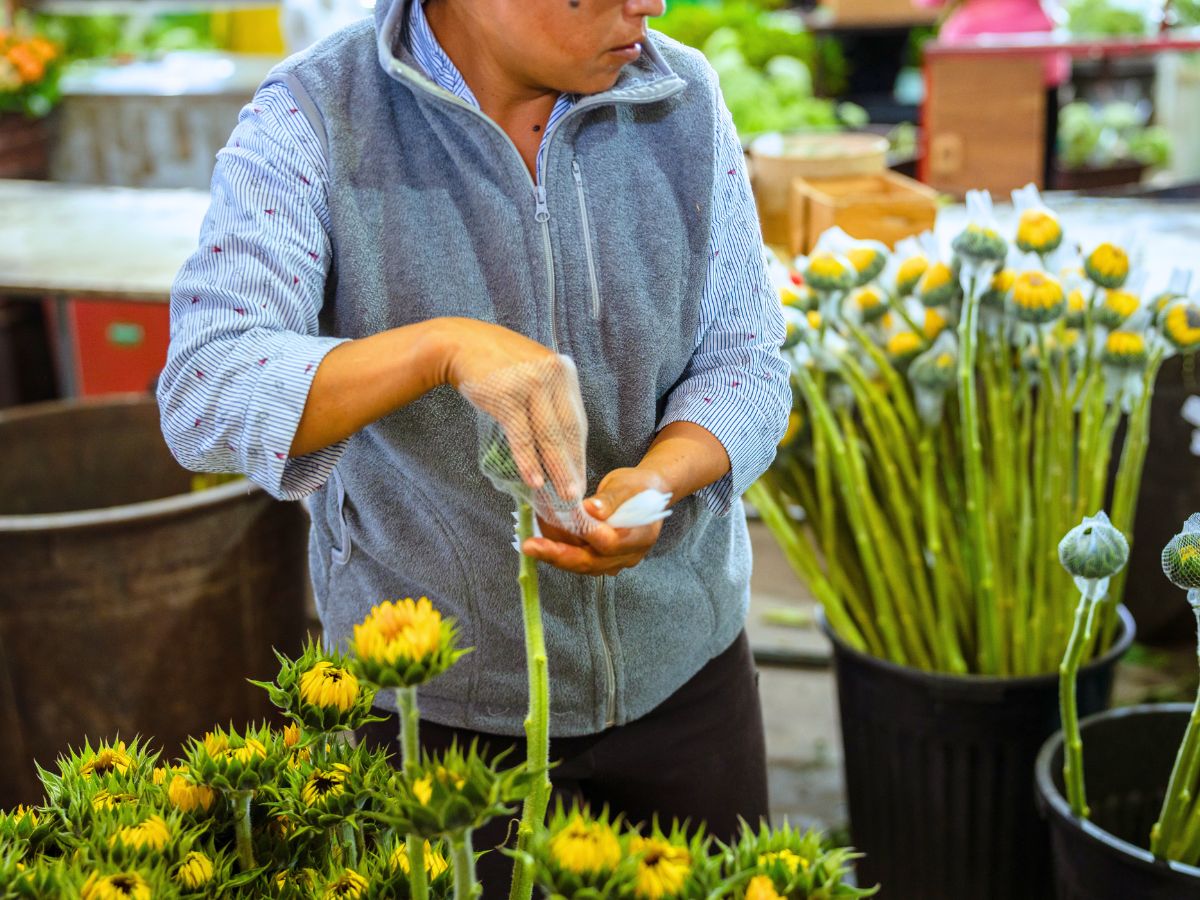 Getting sunflowers ready for packing