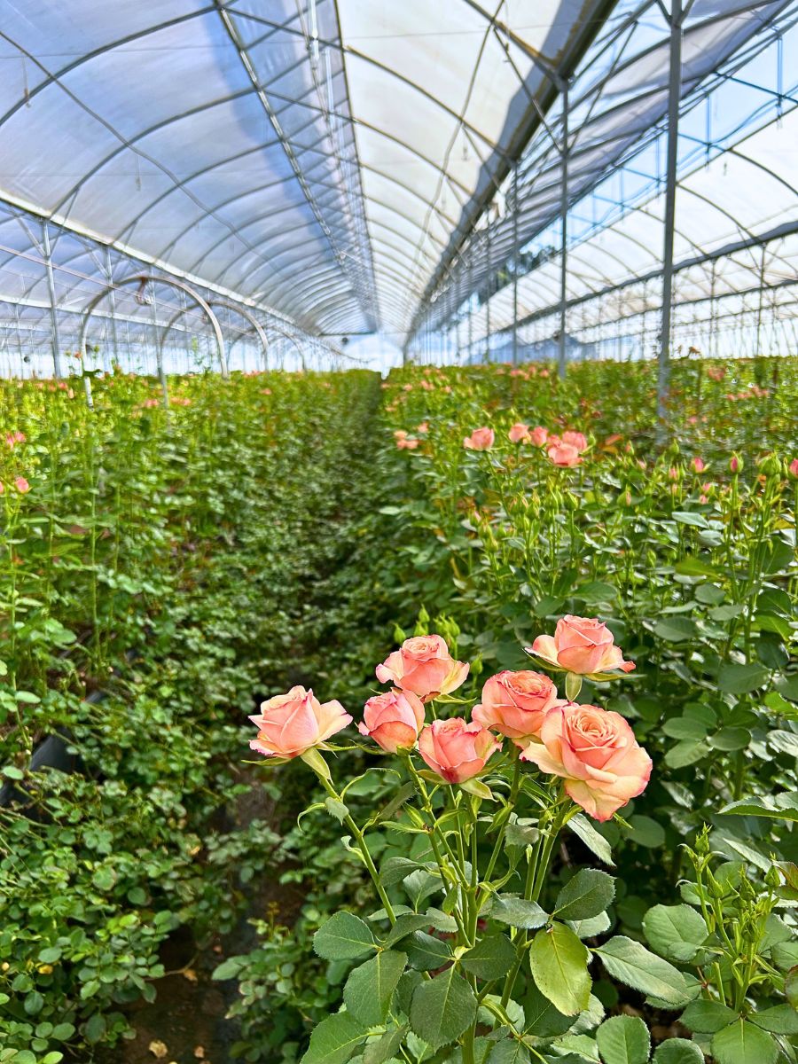 This Is How Sustainability Ensures Quality Roses From Red Lands Roses.