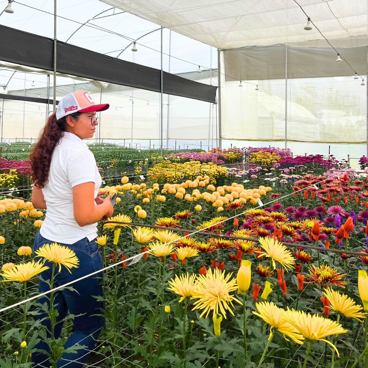 Veronica of Deliflor in greenhouse