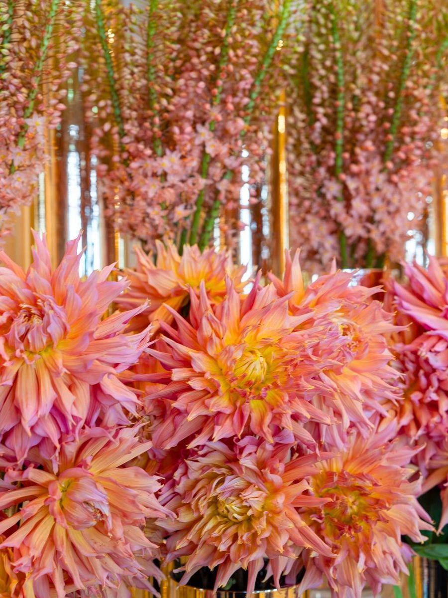 Pink peachy dahlia flower design by Anne Vitchen