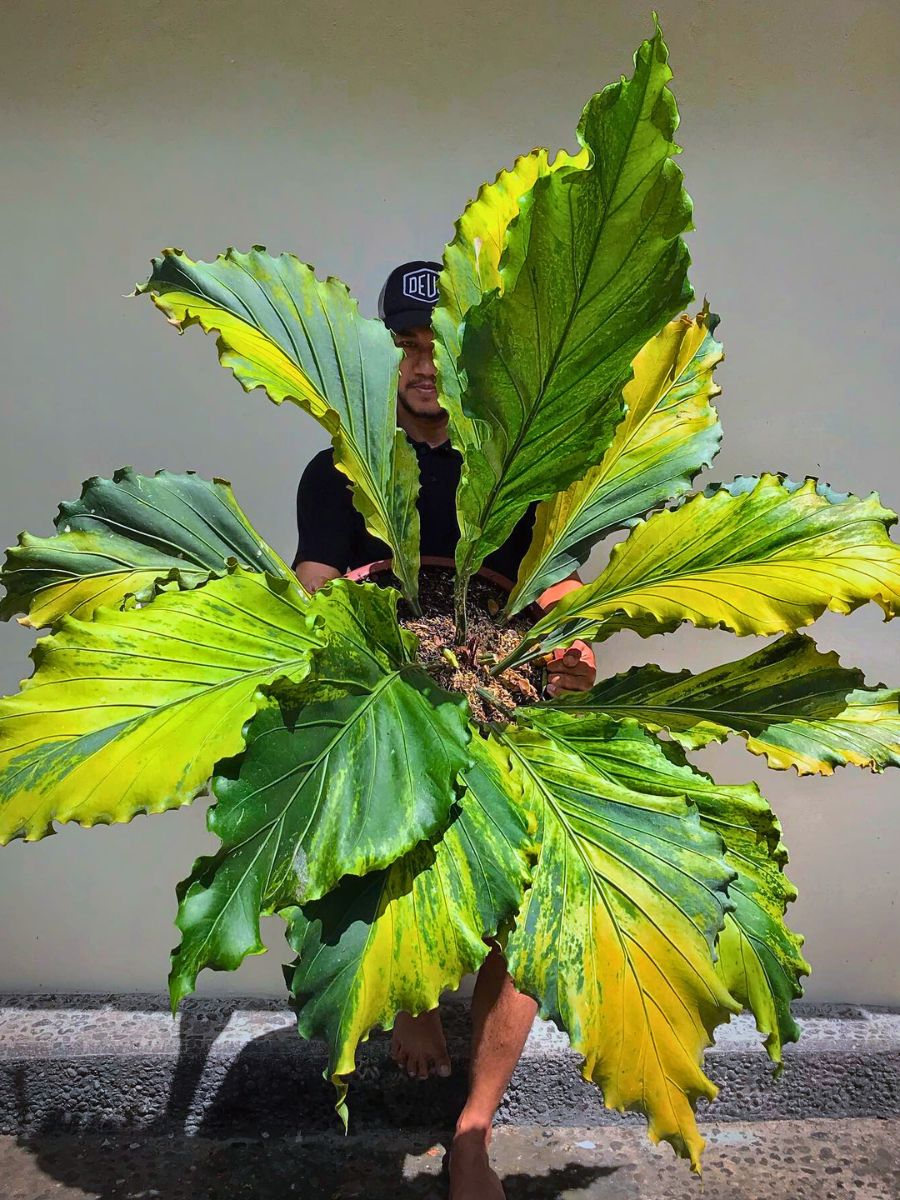 Rare and Special Houseplants to Add to the Urban Jungle in Your Home